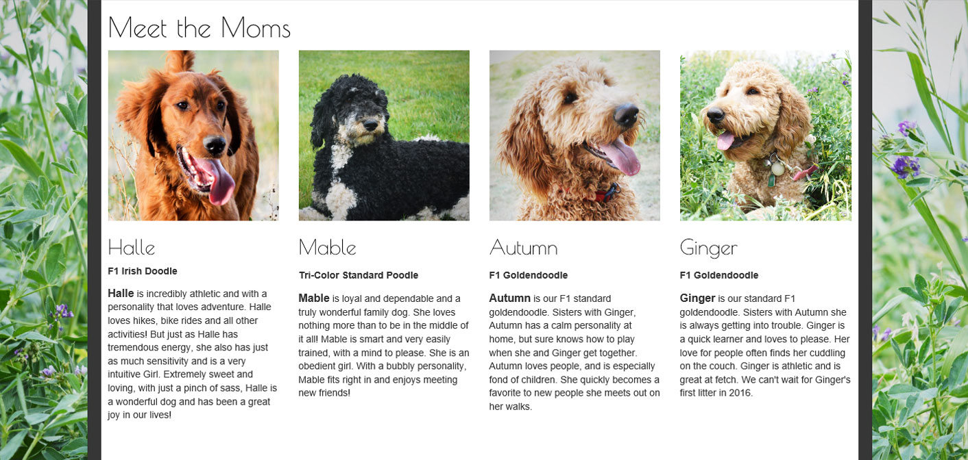 dog breeder websites informative pages