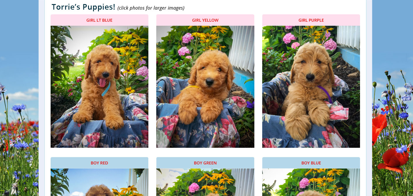 dog breeder websites puppy pages