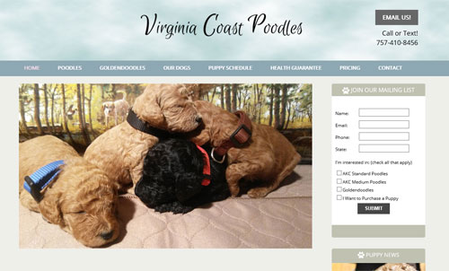Virginia Coast Poodles Poodles and Goldendoodle Puppies